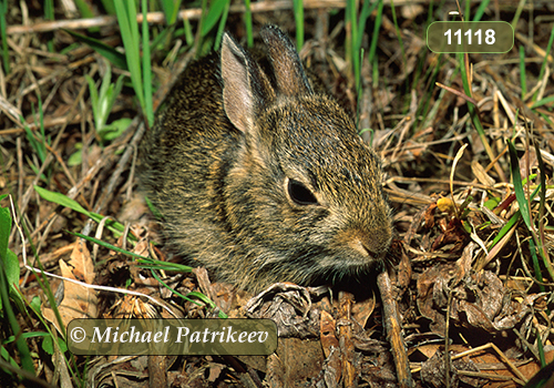 Eastern Cottontail (Sylvilagus floridanus)